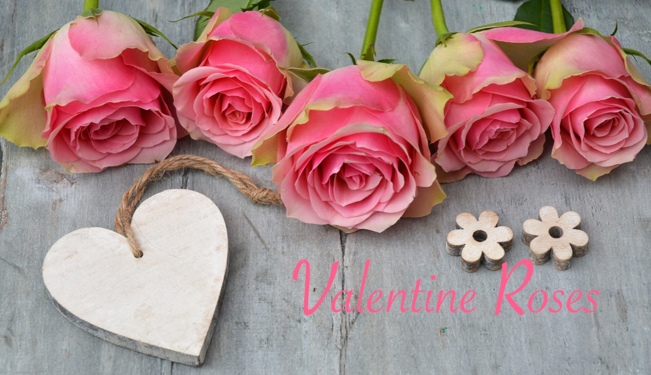 vday roses